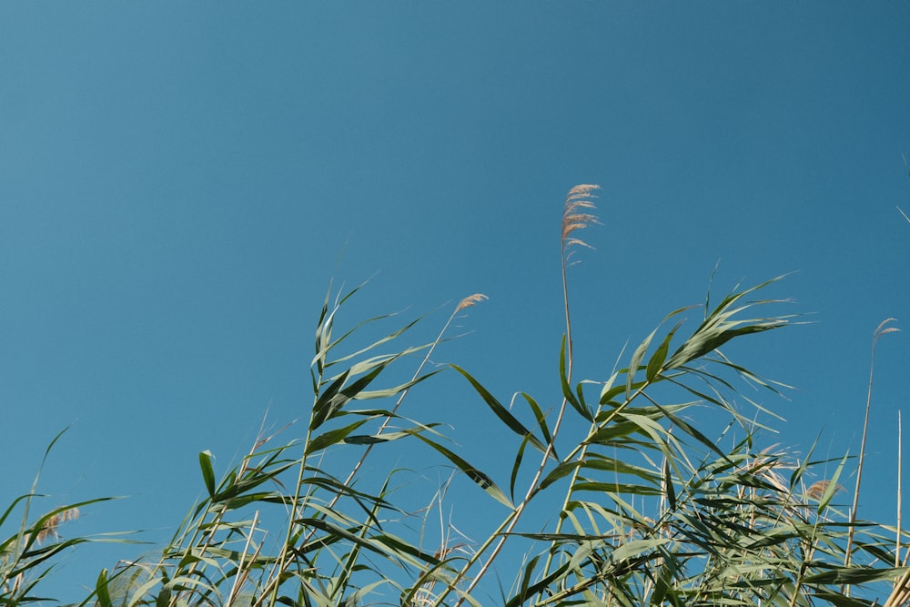 tall grass blowing in the wind on a sunny day