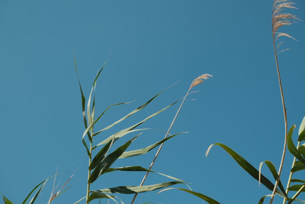 a tall grass plant with a blue sky in the background