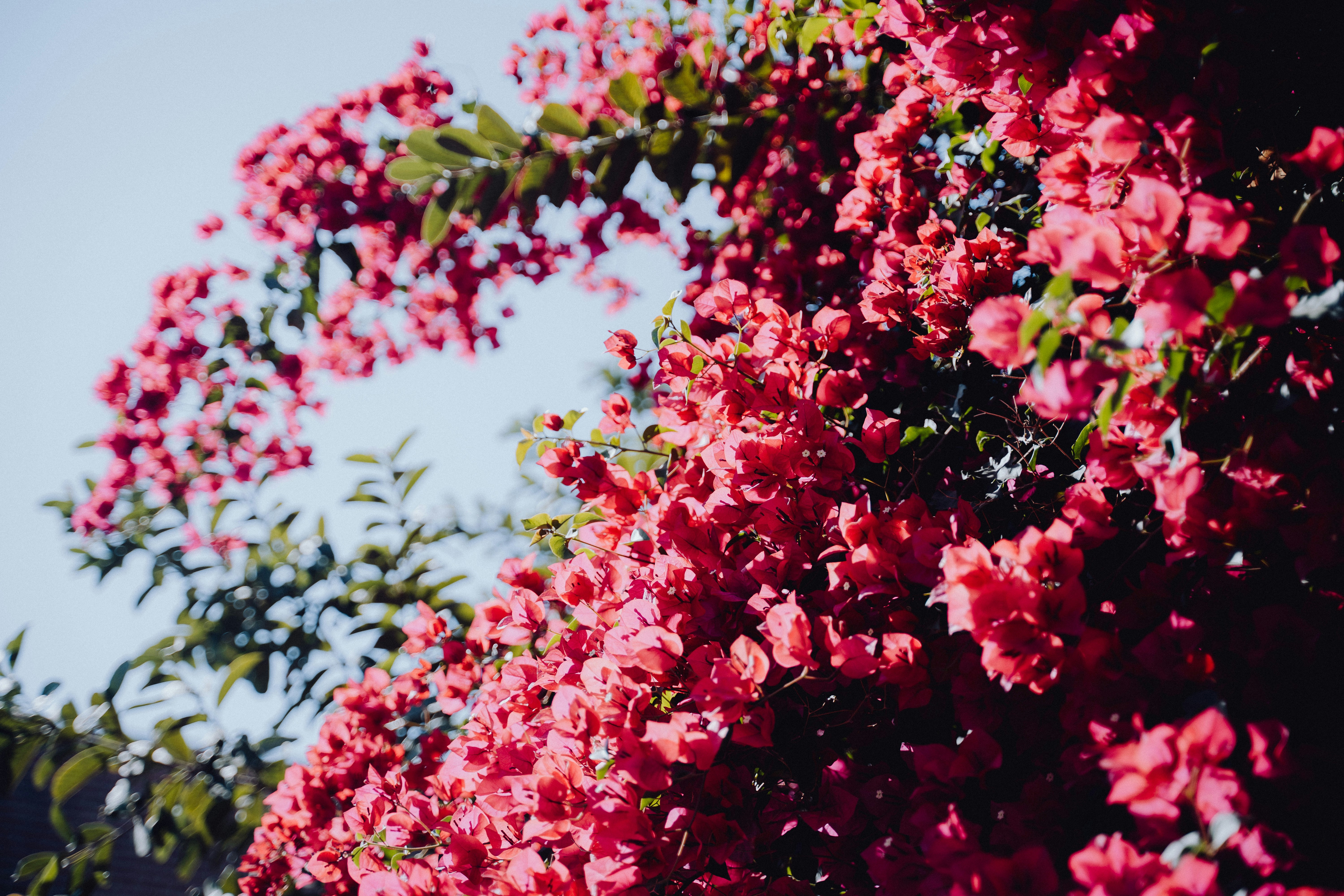 summer floral wallpaper, wallpaper, June Crafts for Adults: Creative Ideas & Projects 6