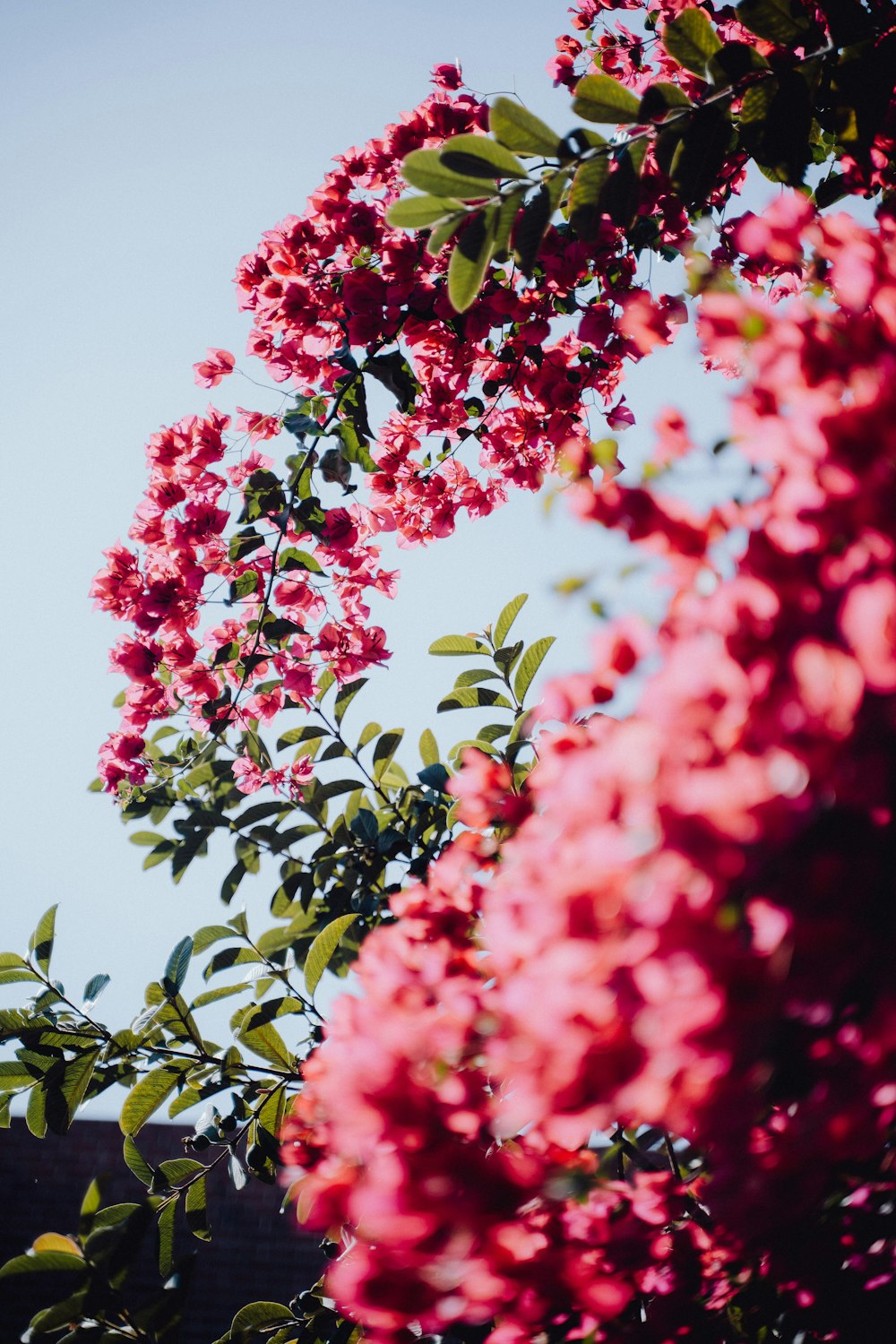 pink flowers are blooming on a tree