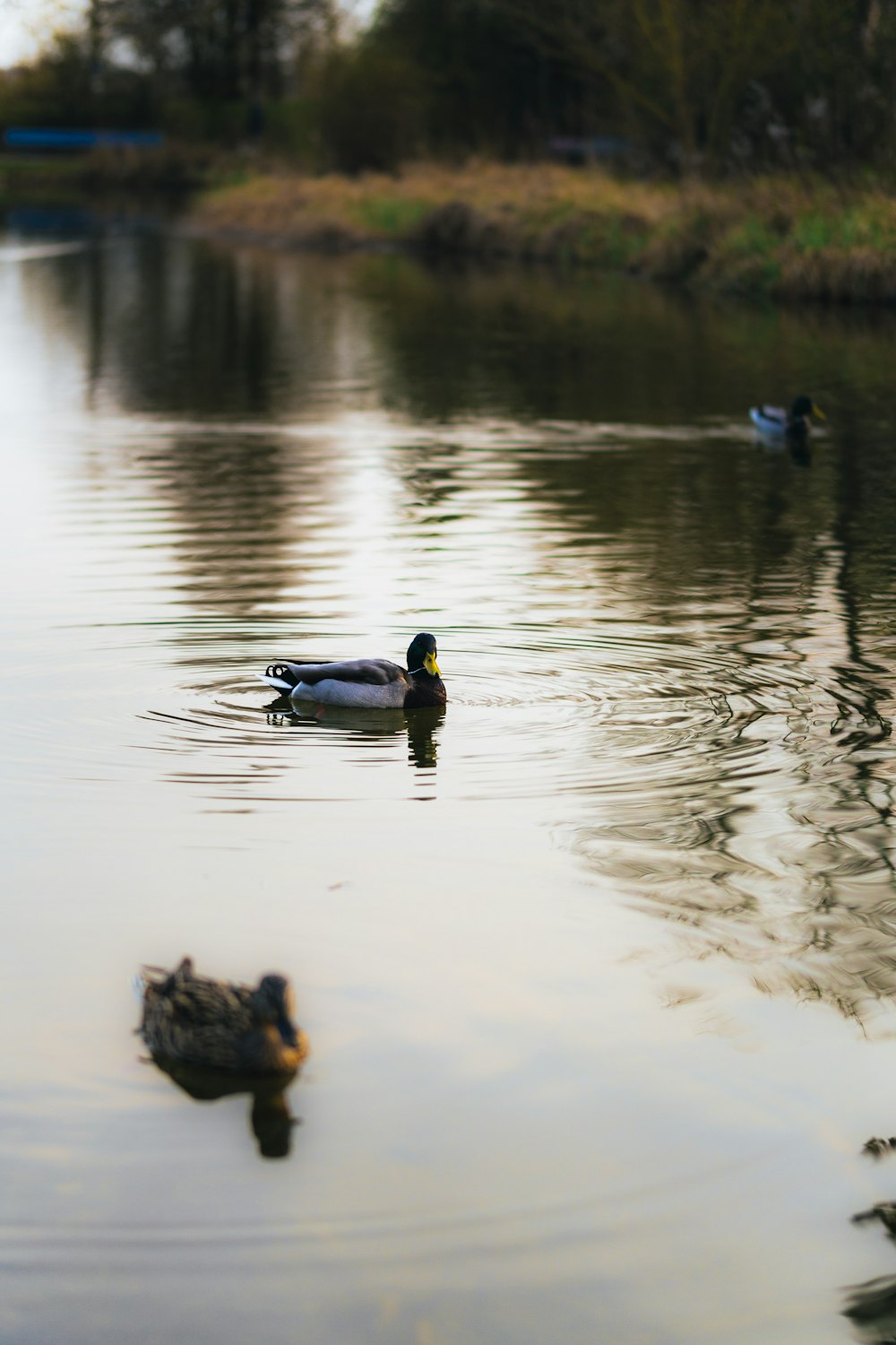 a couple of ducks floating on top of a lake