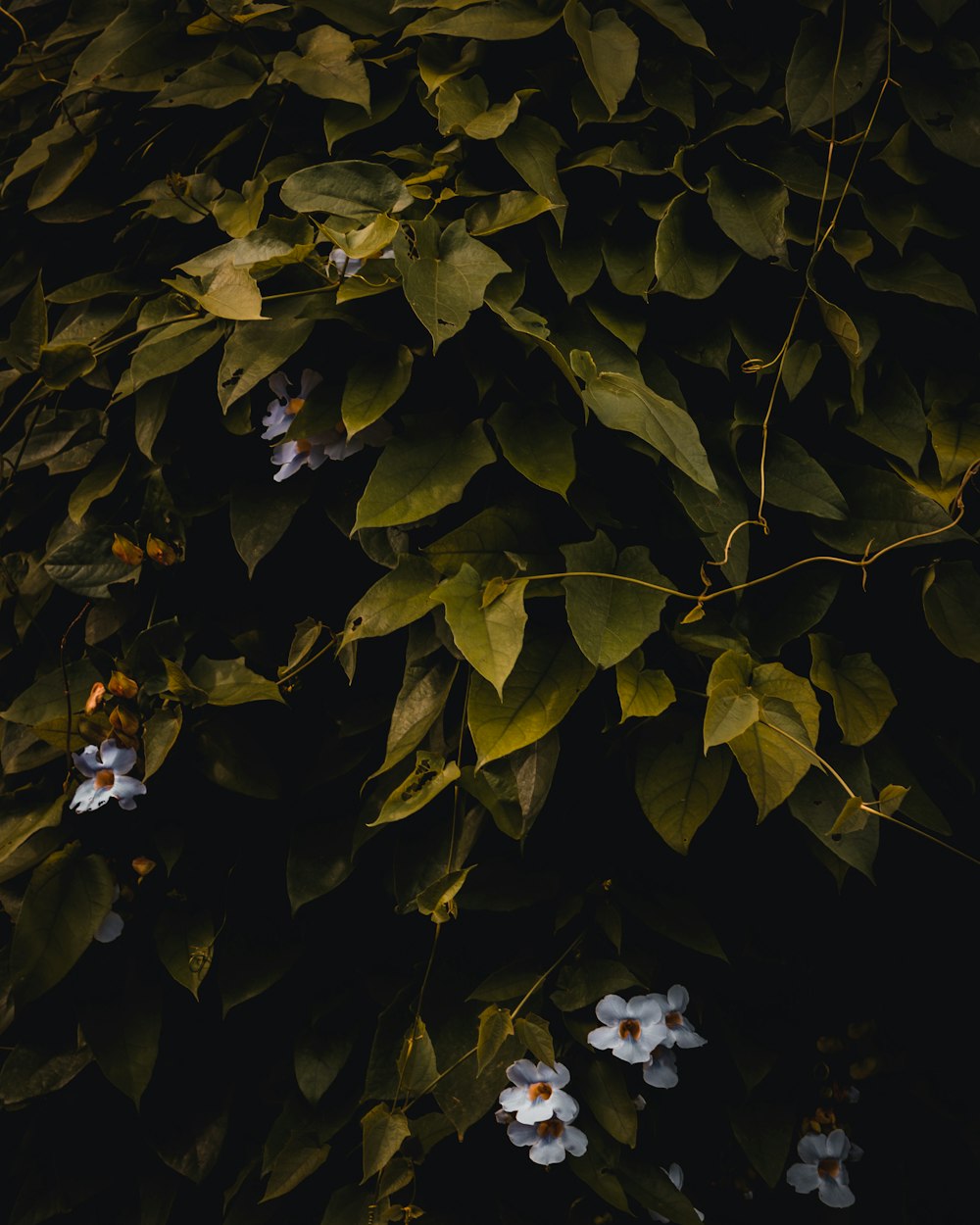 a bunch of flowers that are growing on a tree