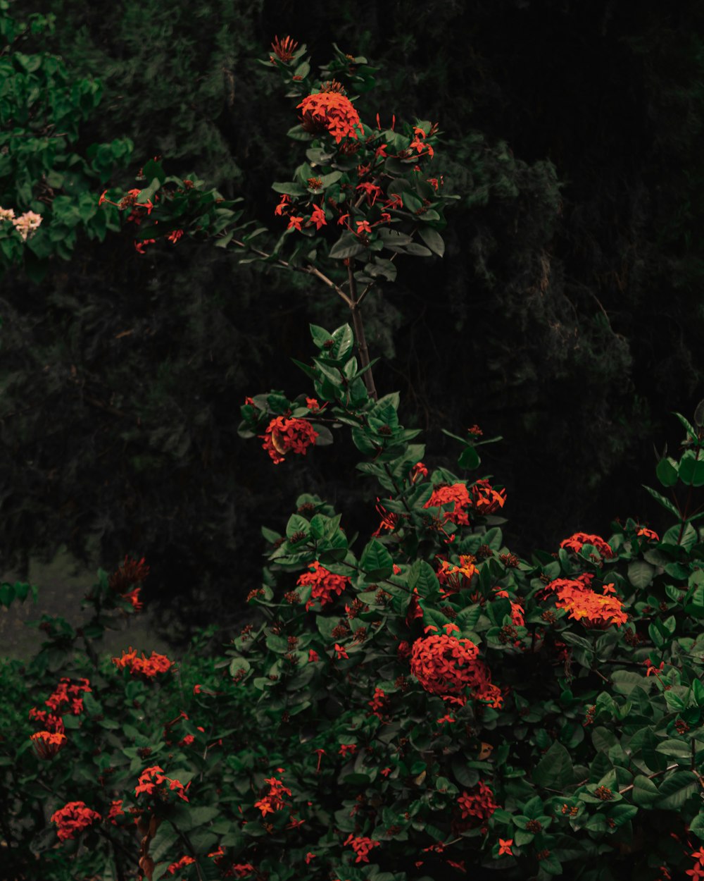 a tree with red flowers and green leaves