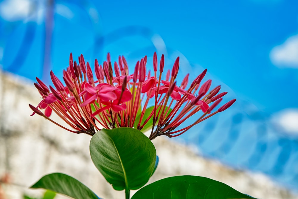 a close up of a flower with a sky background