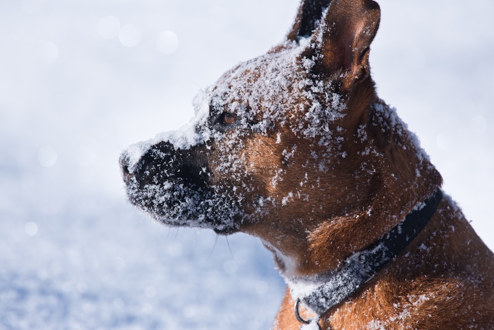 a brown dog standing in the snow covered ground