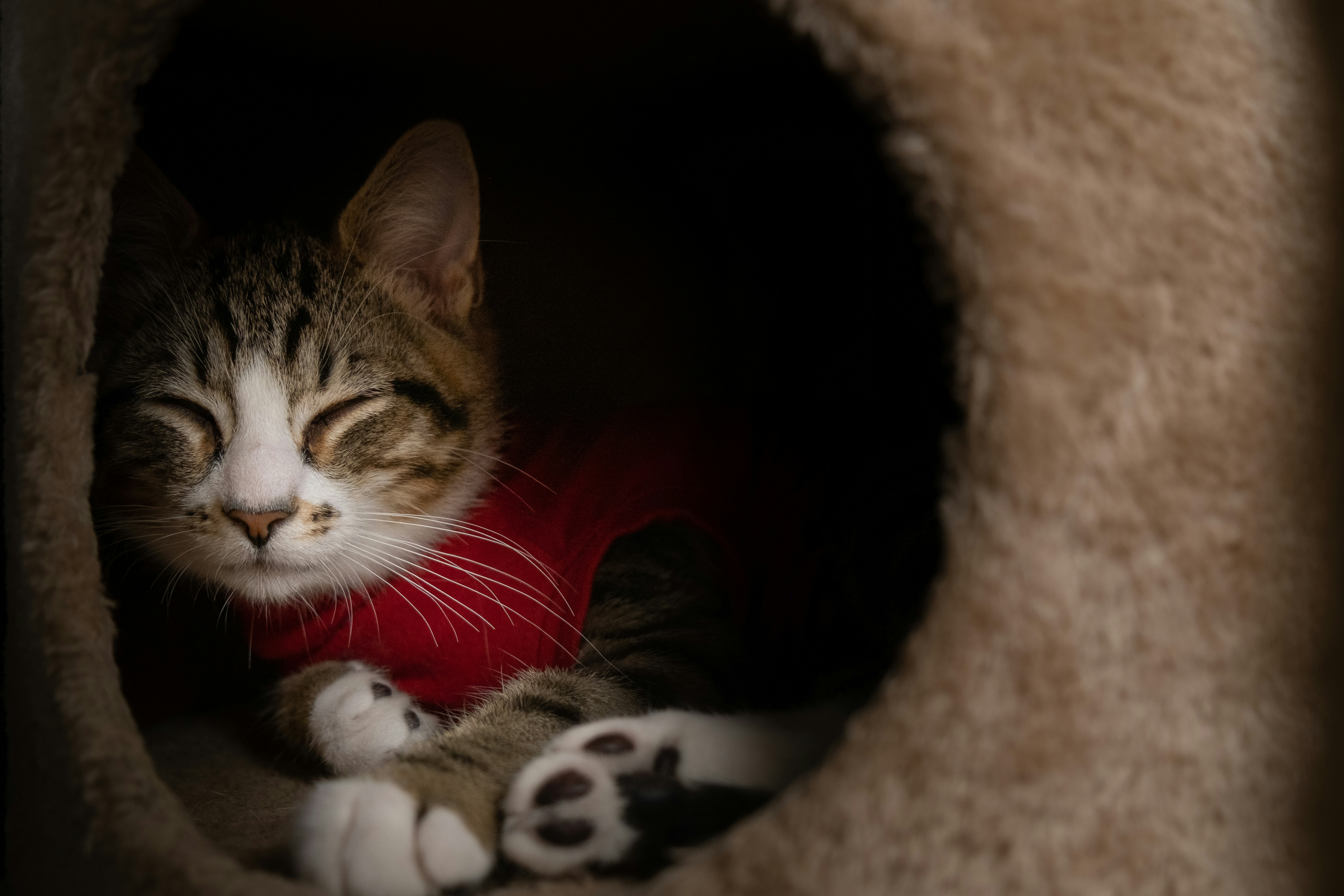 a cat is laying down in a cat bed