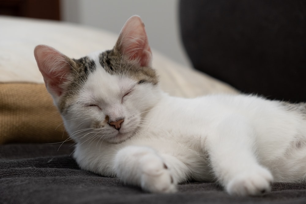 a white cat sleeping on top of a couch