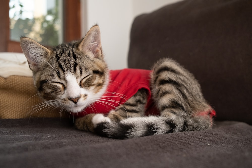 a cat wearing a red shirt laying on a couch