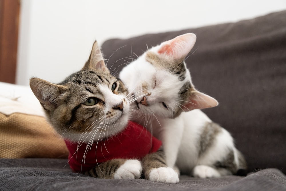 two kittens playing with each other on a couch