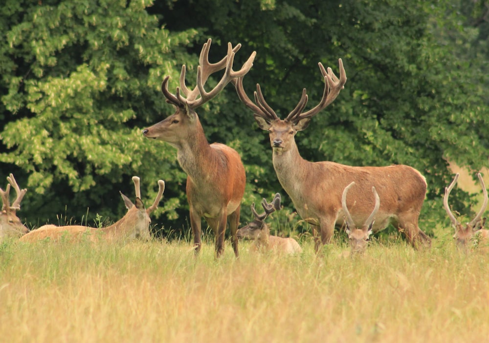 a herd of deer standing on top of a grass covered field