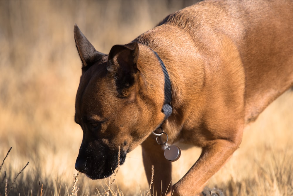 um grande cão marrom em pé em cima de um campo de grama seca