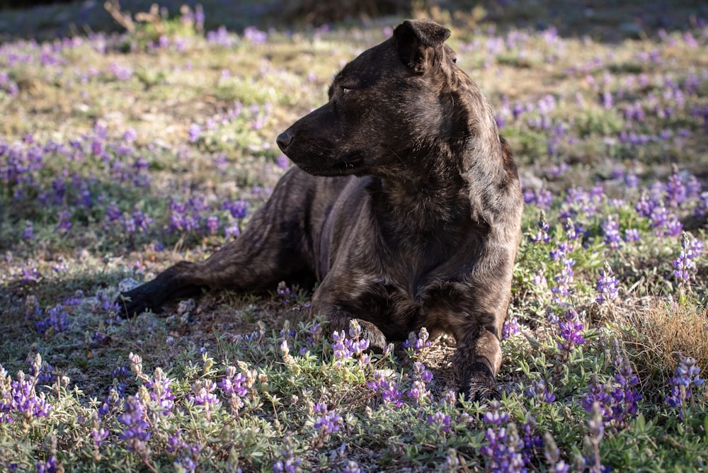 a large brown bear laying in a field of purple flowers