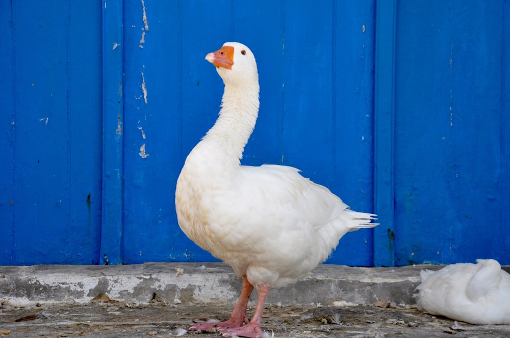 a white goose standing in front of a blue wall