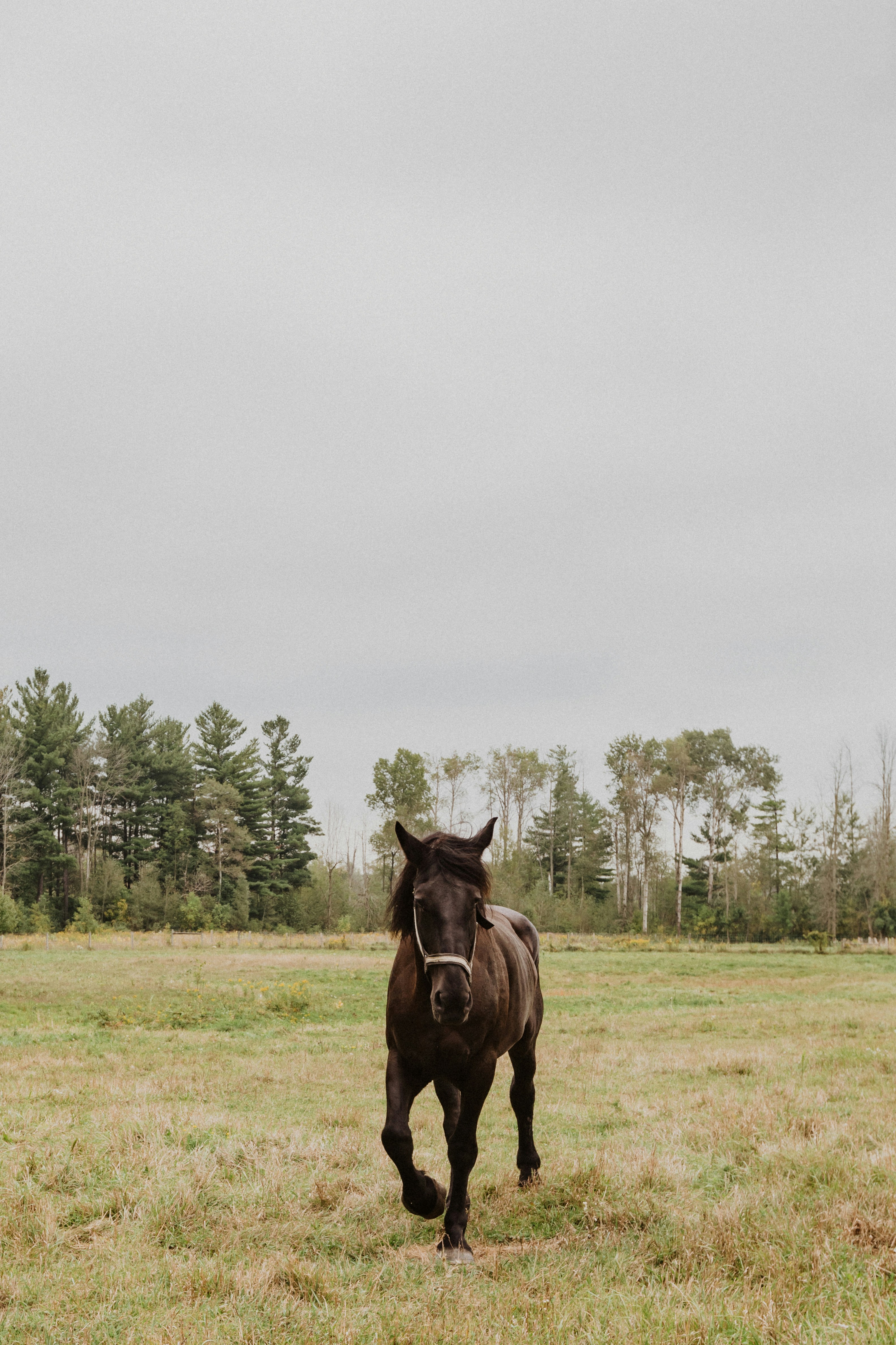 um cavalo correndo em um campo com árvores no fundo