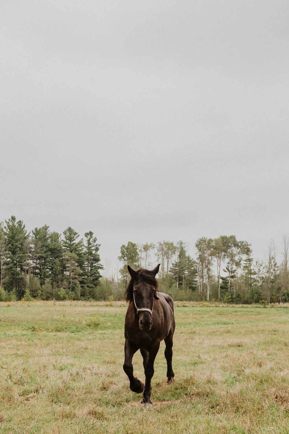 a horse running in a field with trees in the background
