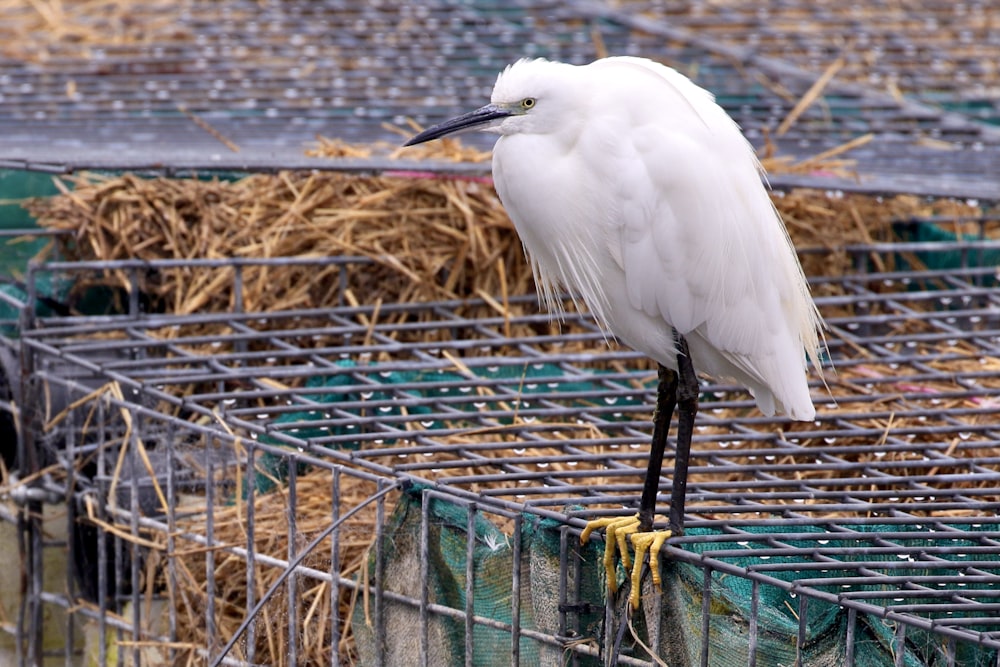 a white bird standing on top of a metal cage