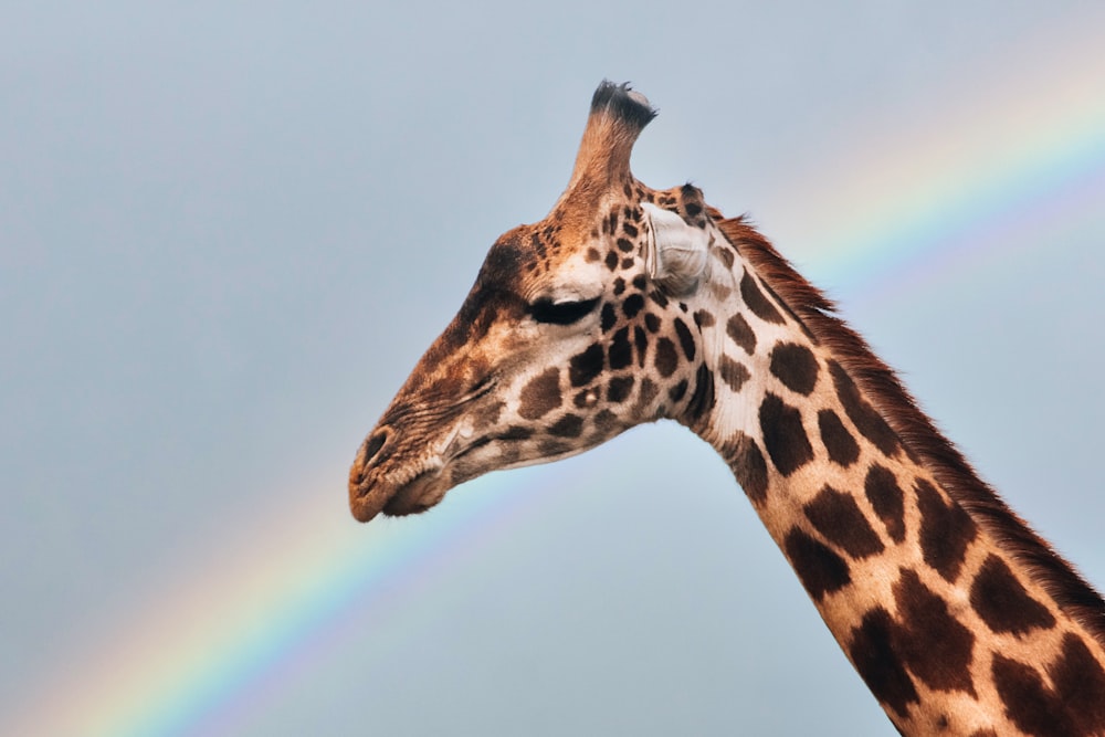 a giraffe with a rainbow in the background