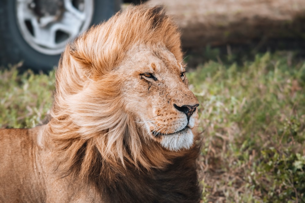 a close up of a lion laying in the grass