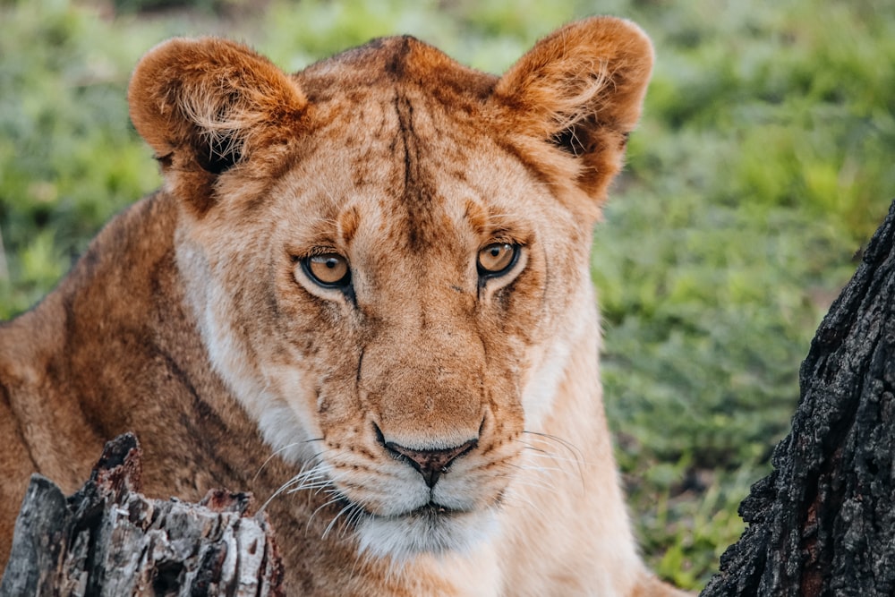 a close up of a lion near a tree