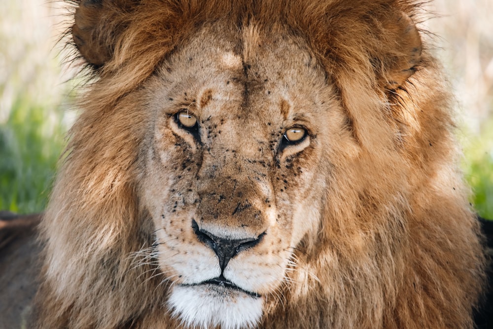 a close up of a lion with a blurry background