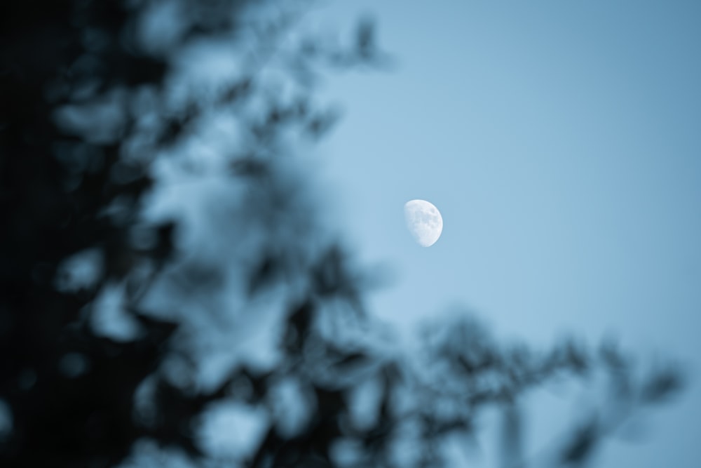 a view of the moon through the branches of a tree