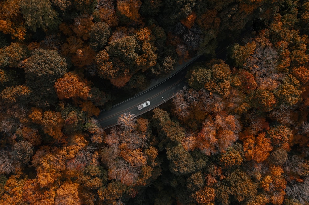 uma vista aérea de um carro dirigindo através de uma floresta