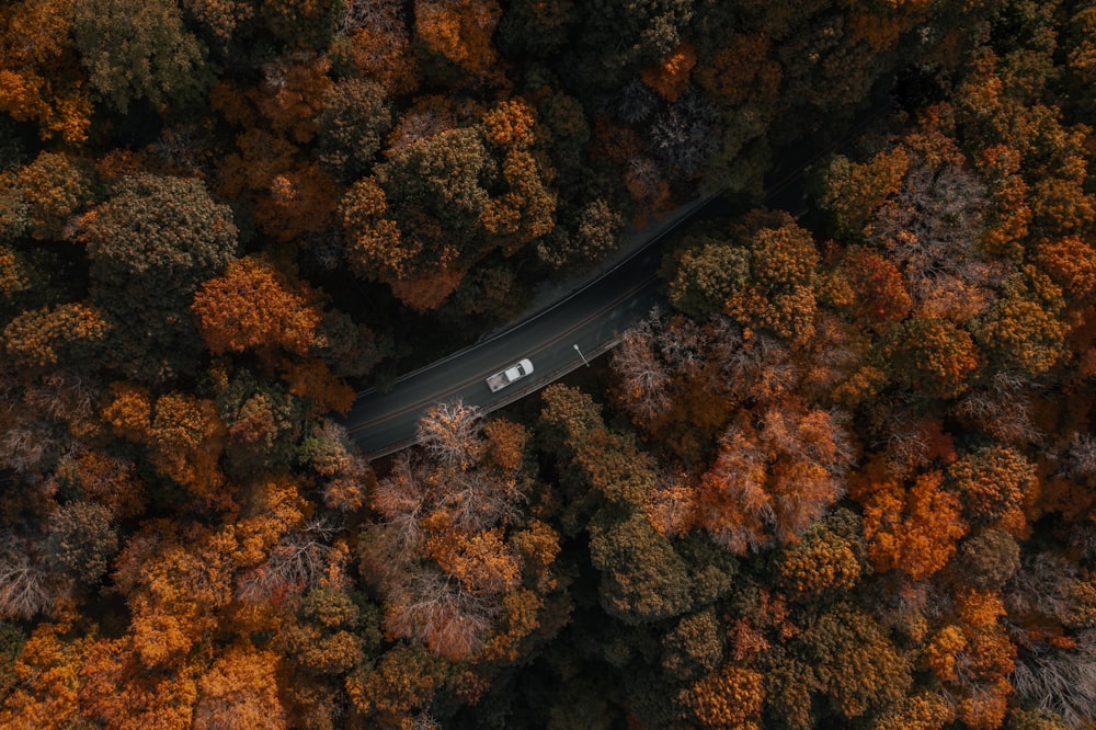 an aerial view of a car driving through a forest