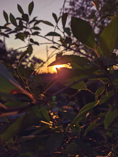 Sunset light filtering through tropical jungle leaves, casting warm golden hues.