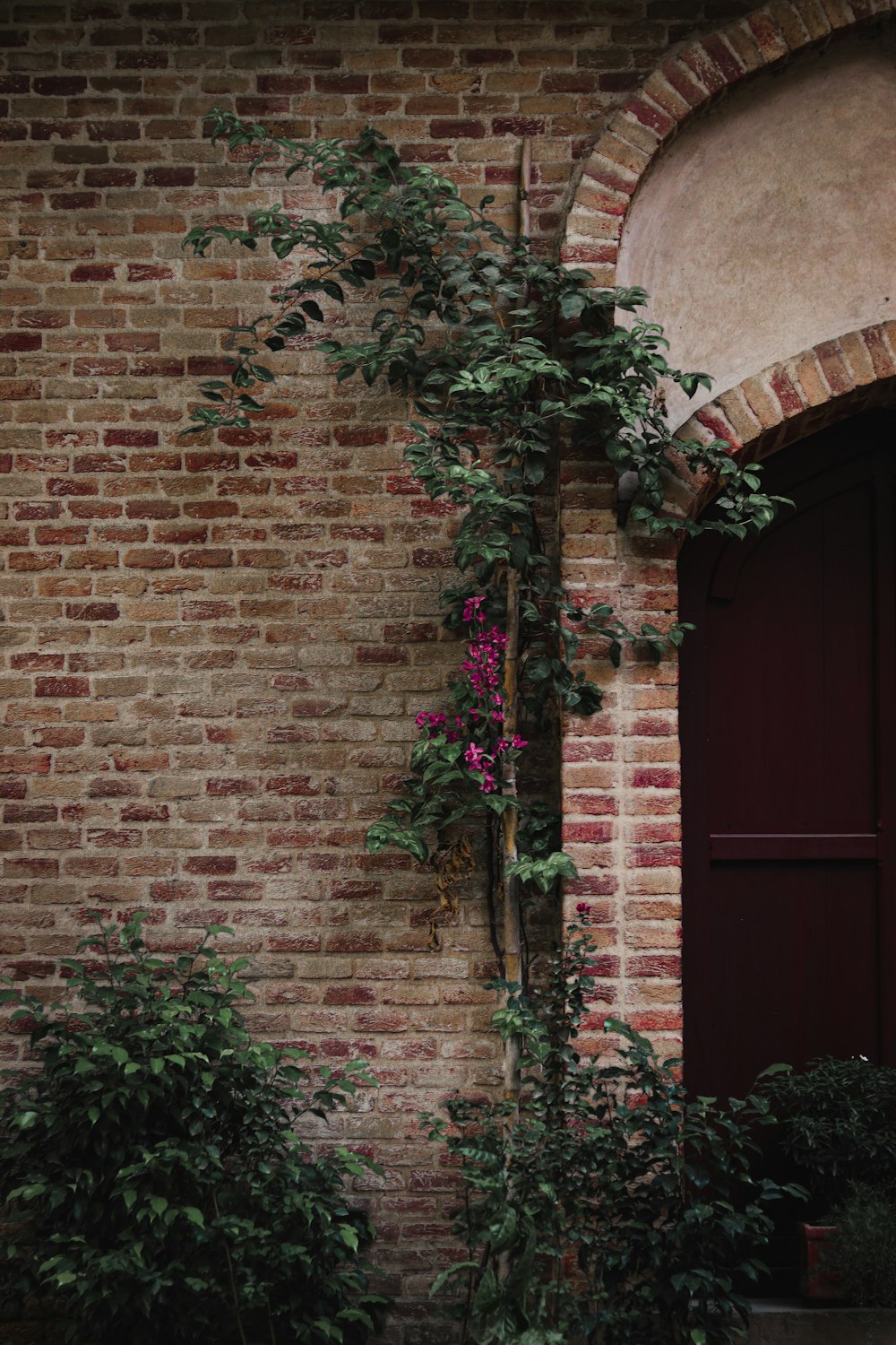 a brick building with a red door and a vine growing up the side of it