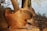 a close up of a capybara near a body of water