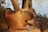 a close up of a capybara near a body of water