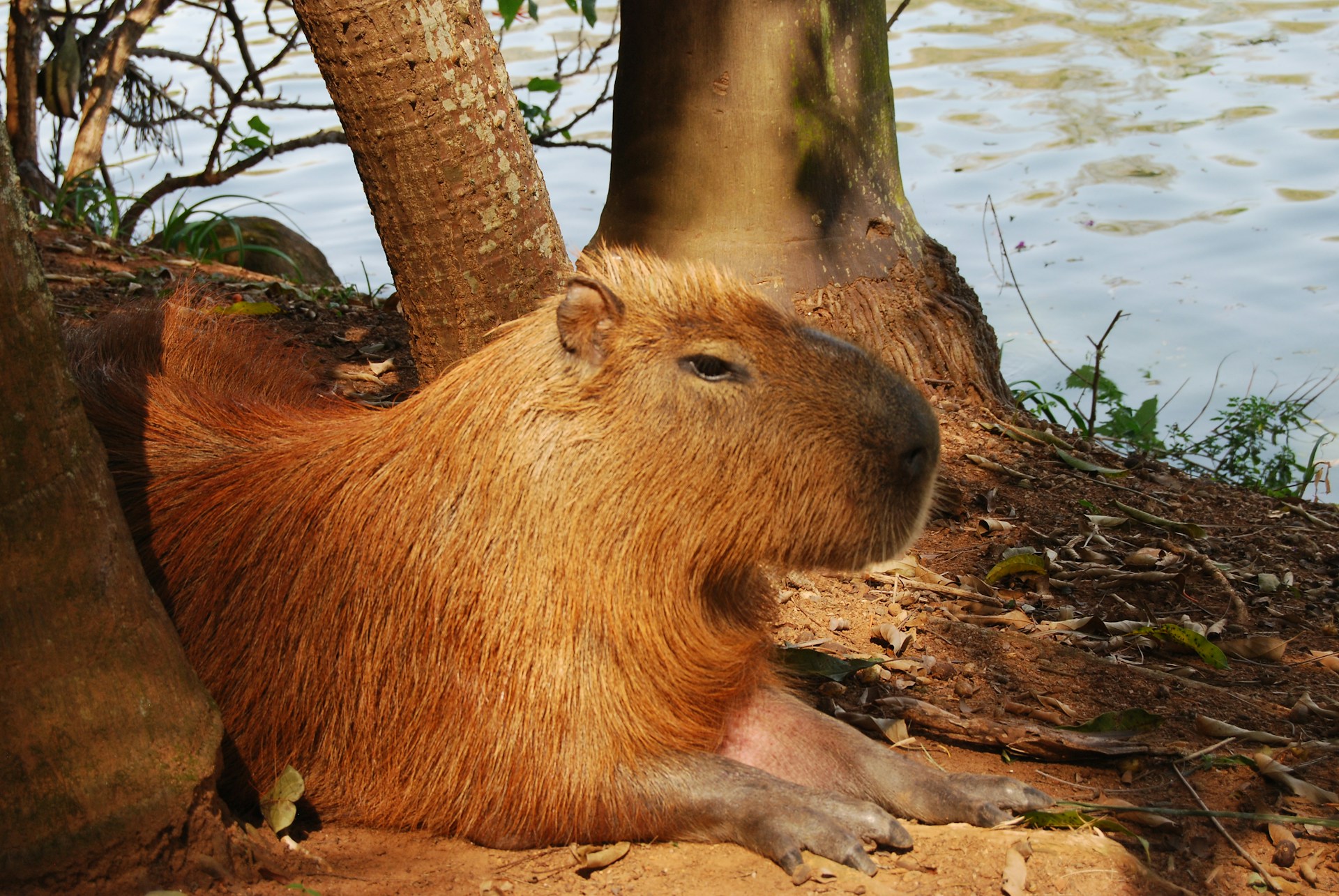 a close up of a capybara near a body of water