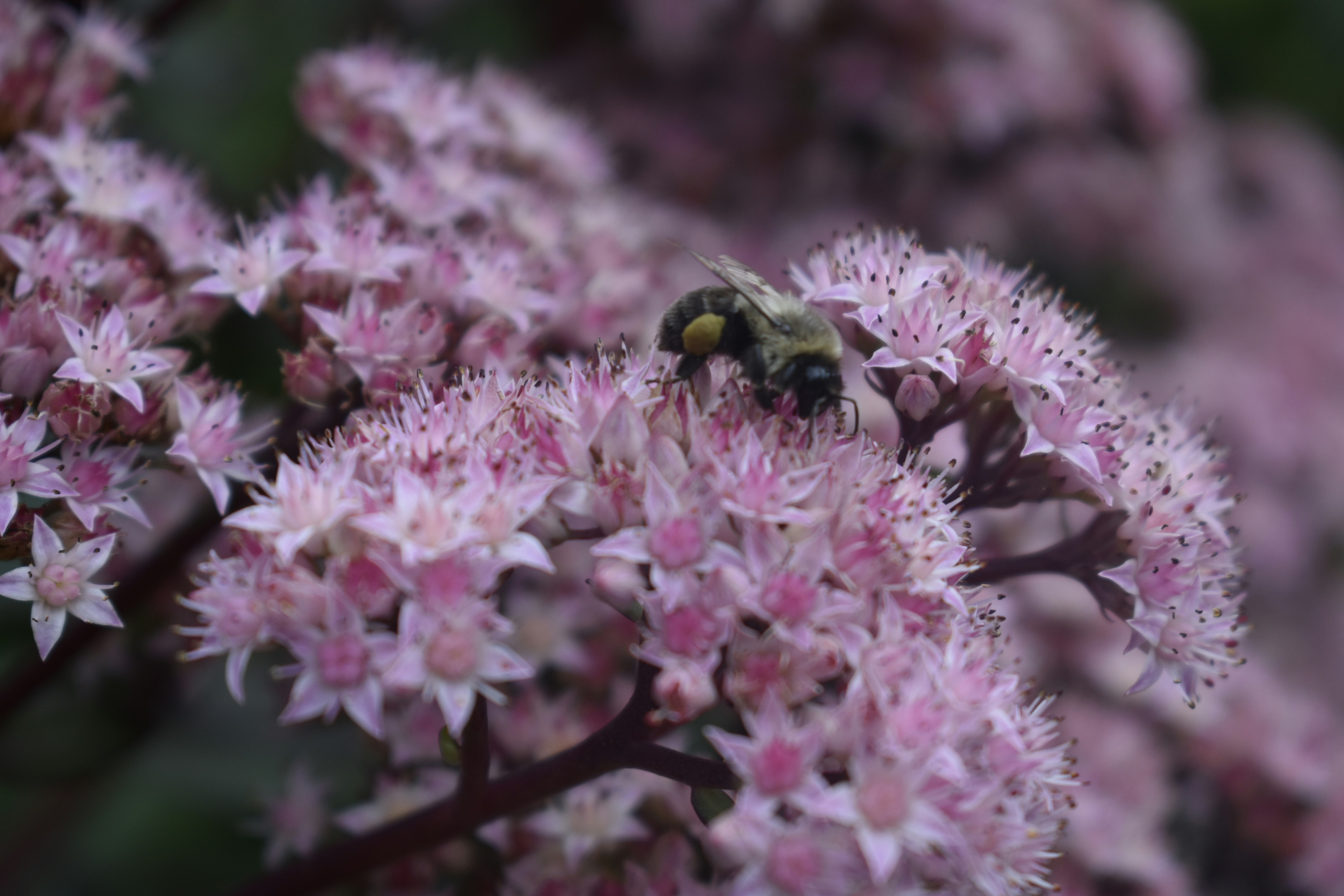 Photo by contracrostipunctus