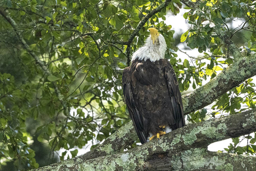 a bald eagle perched on a tree branch