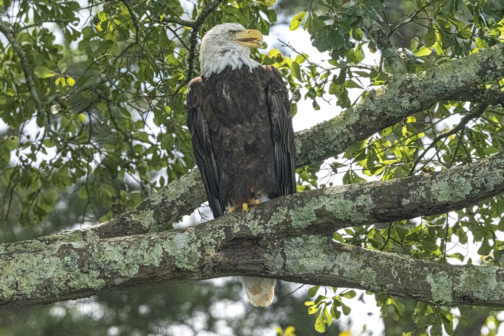 a bald eagle perched on a tree branch