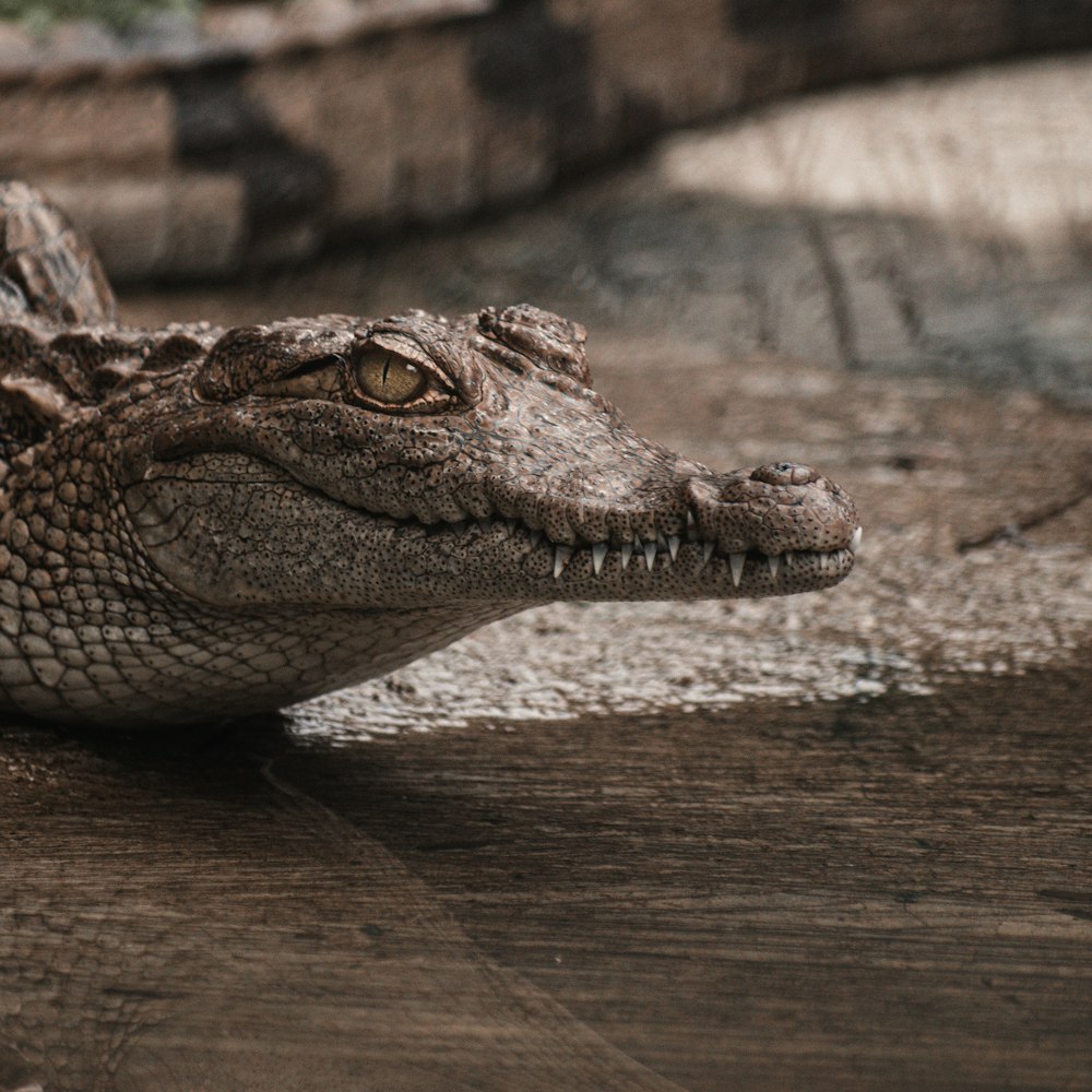 a close up of a crocodile's head on a wooden surface