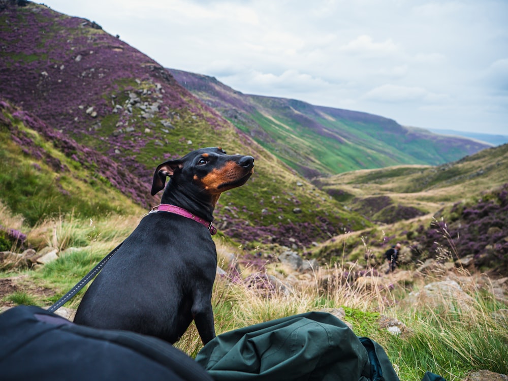 a black and brown dog sitting on top of a lush green hillside