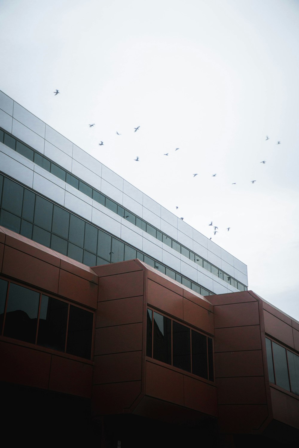 a group of birds flying over a building