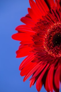 a red flower with a blue sky in the background