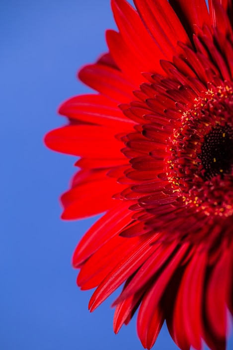 a red flower with a blue sky in the background