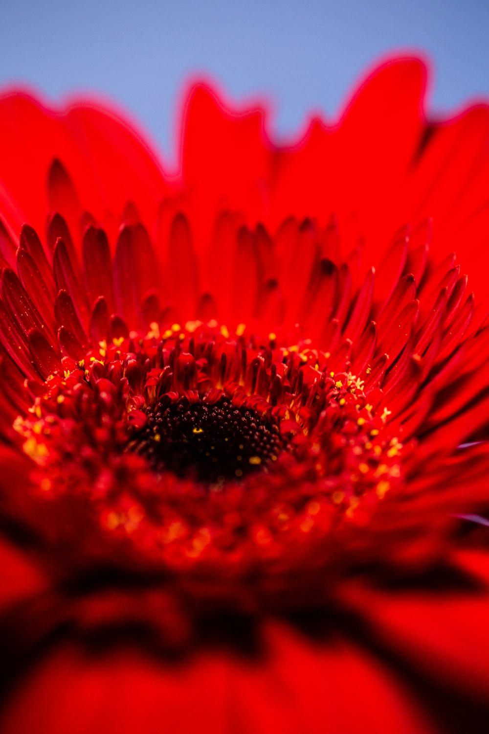 a red flower with a blue sky in the background