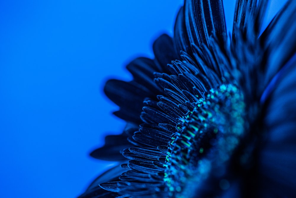 a close up of a flower with a blue background