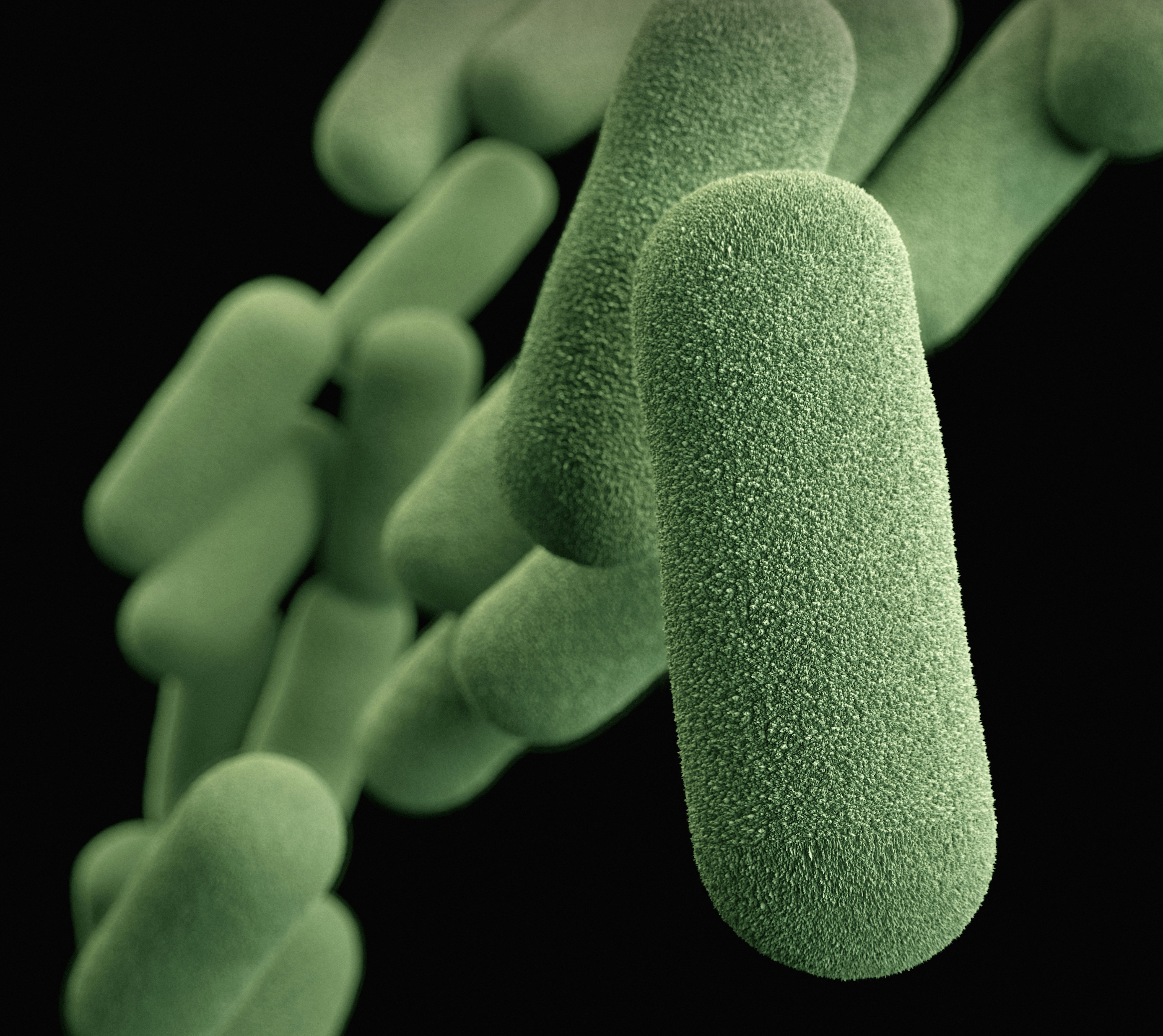 Do Oxalates Harm Beneficial Gut Bacteria? 7 Essential Answers