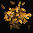 a close up of a bunch of small yellow things