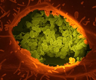Gut Health Revolution: How Your Microbiome Controls Immunity, Mood, and Metabolic Wellness