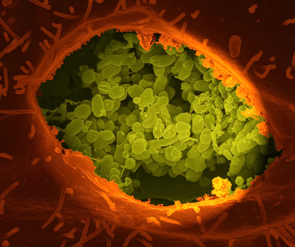 Eine Nahaufnahme einer Zelle mit viel grünem Zeug darin