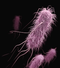 a close up of a plant with very long stems