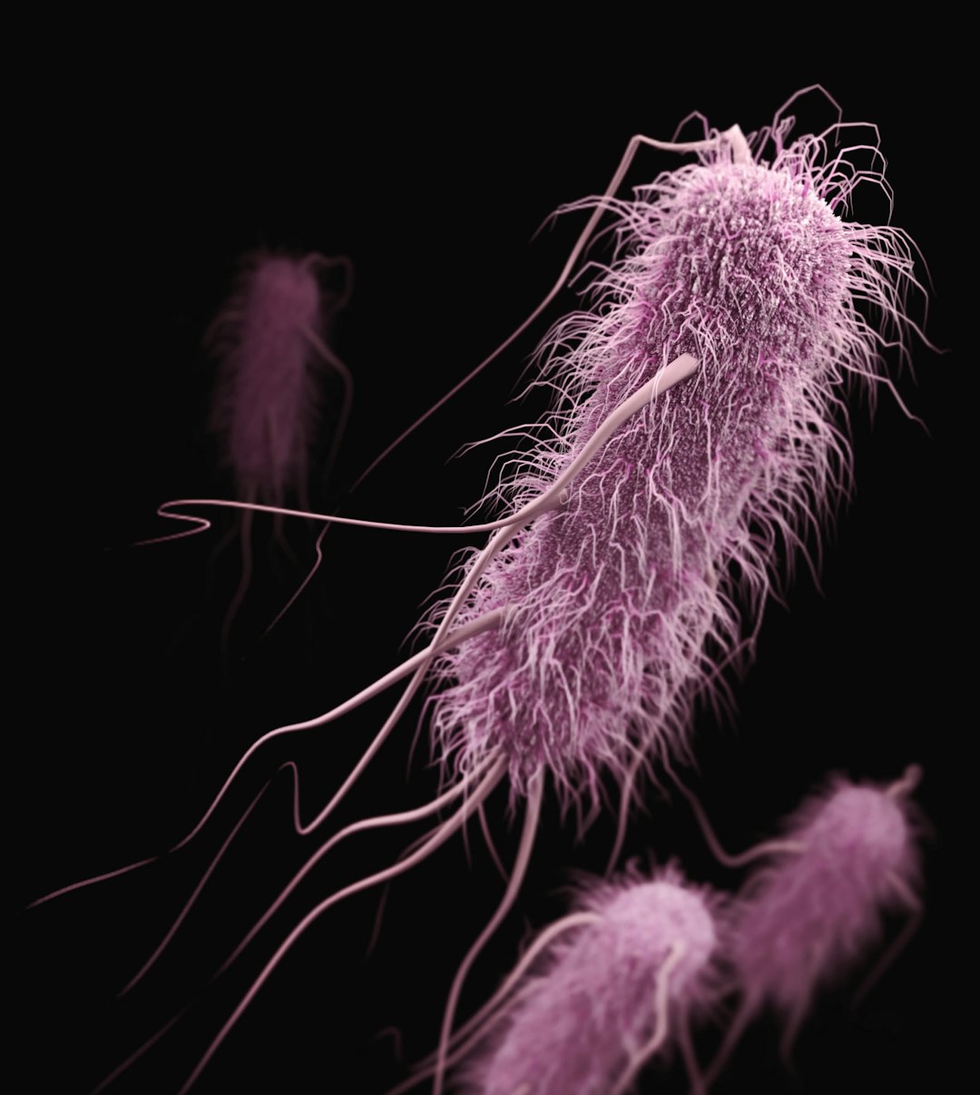 Denitrifying bacteria