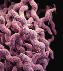 a close up of a bunch of purple stuff