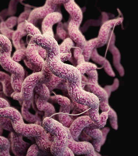 Campylobacter sp. — causes campylobacteriosis